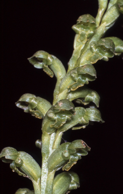 APII jpeg image of Microtis oblonga  © contact APII