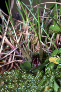 APII jpeg image of Corybas dienemus  © contact APII