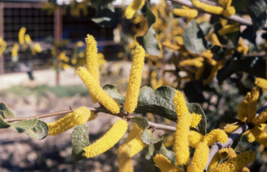 APII jpeg image of Acacia denticulosa  © contact APII