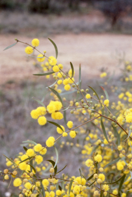 APII jpeg image of Acacia montana  © contact APII