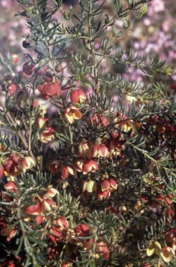 APII jpeg image of Boronia megastigma  © contact APII