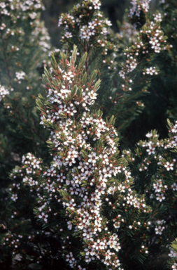 APII jpeg image of Chamelaucium axillare  © contact APII