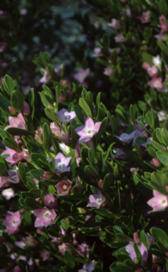 APII jpeg image of Crowea exalata  © contact APII