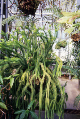 APII jpeg image of Phlegmariurus squarrosus  © contact APII