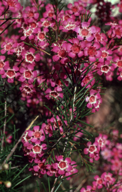 APII jpeg image of Chamelaucium uncinatum 'Purple Pride'  © contact APII