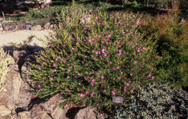 APII jpeg image of Crowea 'Festival'  © contact APII