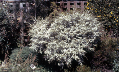 APII jpeg image of Leptospermum 'Cardwell'  © contact APII