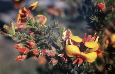 APII jpeg image of Dillwynia sericea  © contact APII