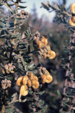 APII jpeg image of Grevillea alpina  © contact APII