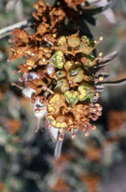APII jpeg image of Grevillea floribunda  © contact APII