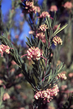 APII jpeg image of Grevillea iaspicula  © contact APII