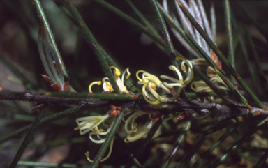 APII jpeg image of Hakea gibbosa  © contact APII