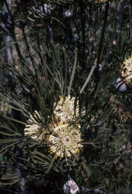 APII jpeg image of Isopogon dawsonii  © contact APII