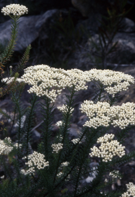 APII jpeg image of Ozothamnus diosmifolius  © contact APII