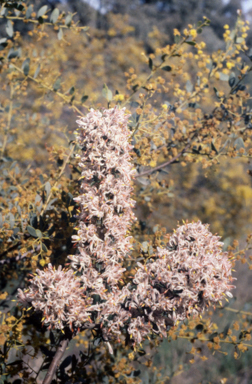 APII jpeg image of Petrophile biloba  © contact APII