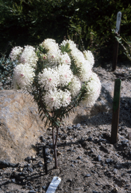 APII jpeg image of Isopogon dawsonii  © contact APII