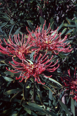 APII jpeg image of Telopea speciosissima x mongaensis  © contact APII