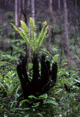 APII jpeg image of Blechnum nudum  © contact APII