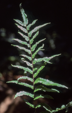 APII jpeg image of Blechnum sp. (King Island)  © contact APII