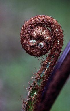 APII jpeg image of Cyathea woollsiana  © contact APII