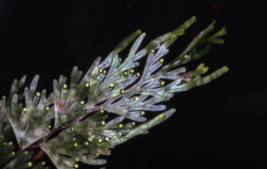 APII jpeg image of Hymenophyllum flabellatum  © contact APII