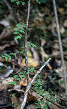 APII jpeg image of Lygodium microphyllum  © contact APII