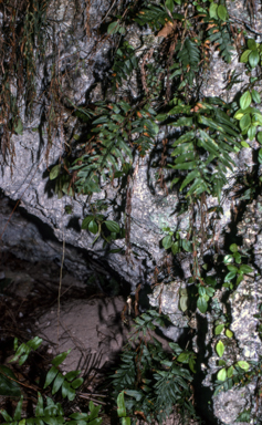 APII jpeg image of Asplenium macrophylla  © contact APII