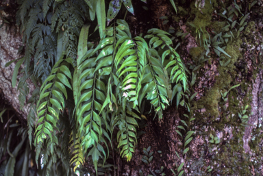 APII jpeg image of Asplenium musifolium  © contact APII