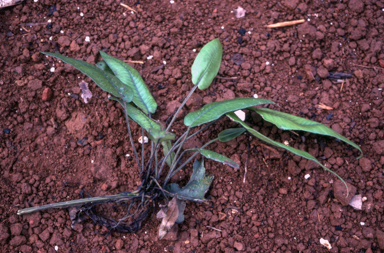 APII jpeg image of Diplazium cordifolium  © contact APII