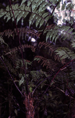 APII jpeg image of Cyathea hornei  © contact APII