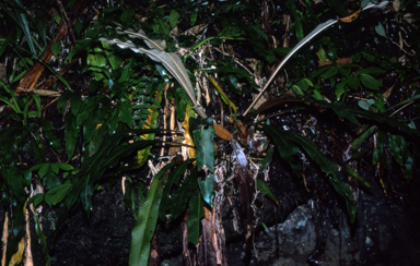 APII jpeg image of Pyrrosia splendens  © contact APII