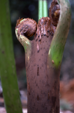 APII jpeg image of Cyathea decurrens  © contact APII