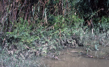 APII jpeg image of Ampelopteris prolifera  © contact APII
