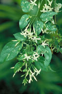 Jasminum dallachii