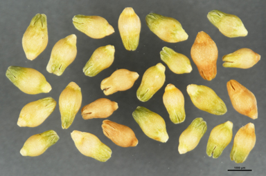 APII jpeg image of Asperula conferta  © contact APII