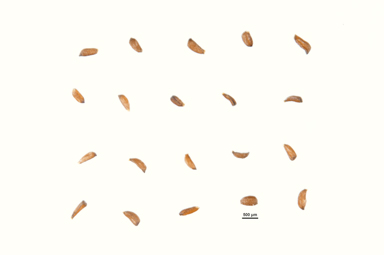 APII jpeg image of Melaleuca diosmatifolia  © contact APII