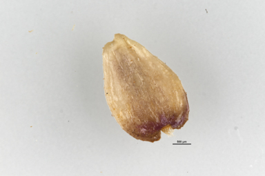 APII jpeg image of Brachyscome obovata  © contact APII