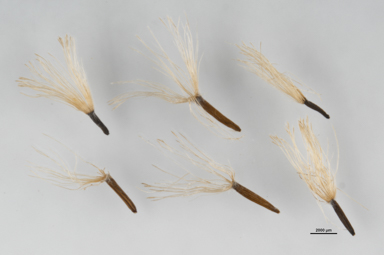 APII jpeg image of Olearia megalophylla  © contact APII