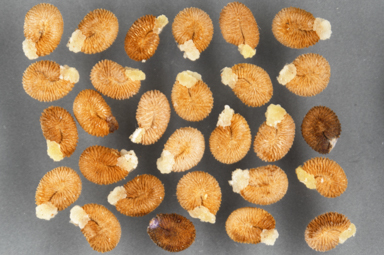 APII jpeg image of Codonocarpus cotinifolius  © contact APII