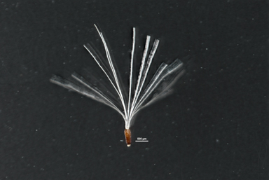 APII jpeg image of Pluchea dunlopii  © contact APII