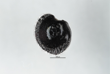 APII jpeg image of Dodonaea triquetra  © contact APII