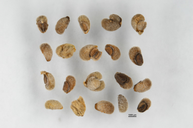 APII jpeg image of Teucrium racemosum  © contact APII