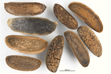 APII jpeg image of Grevillea macleayana  © contact APII