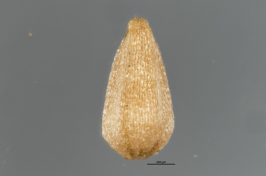 APII jpeg image of Lythrum salicaria  © contact APII