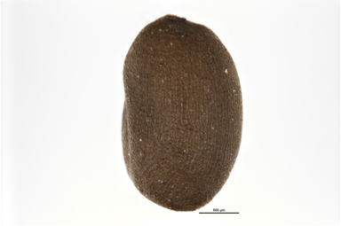 APII jpeg image of Geranium neglectum  © contact APII