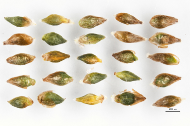 APII jpeg image of Pimelea alpina  © contact APII