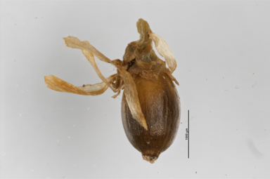 APII jpeg image of Empodisma minus  © contact APII