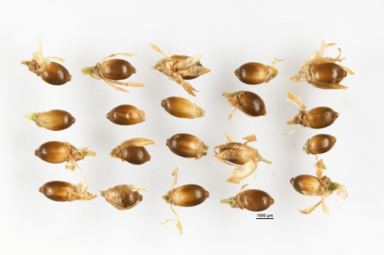 APII jpeg image of Empodisma minus  © contact APII