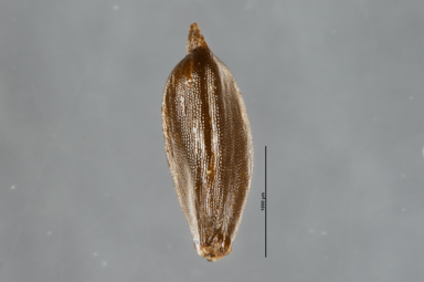 APII jpeg image of Cyperus lhotskyanus  © contact APII