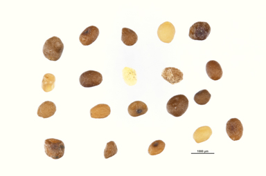 APII jpeg image of Gentianella muelleriana  © contact APII